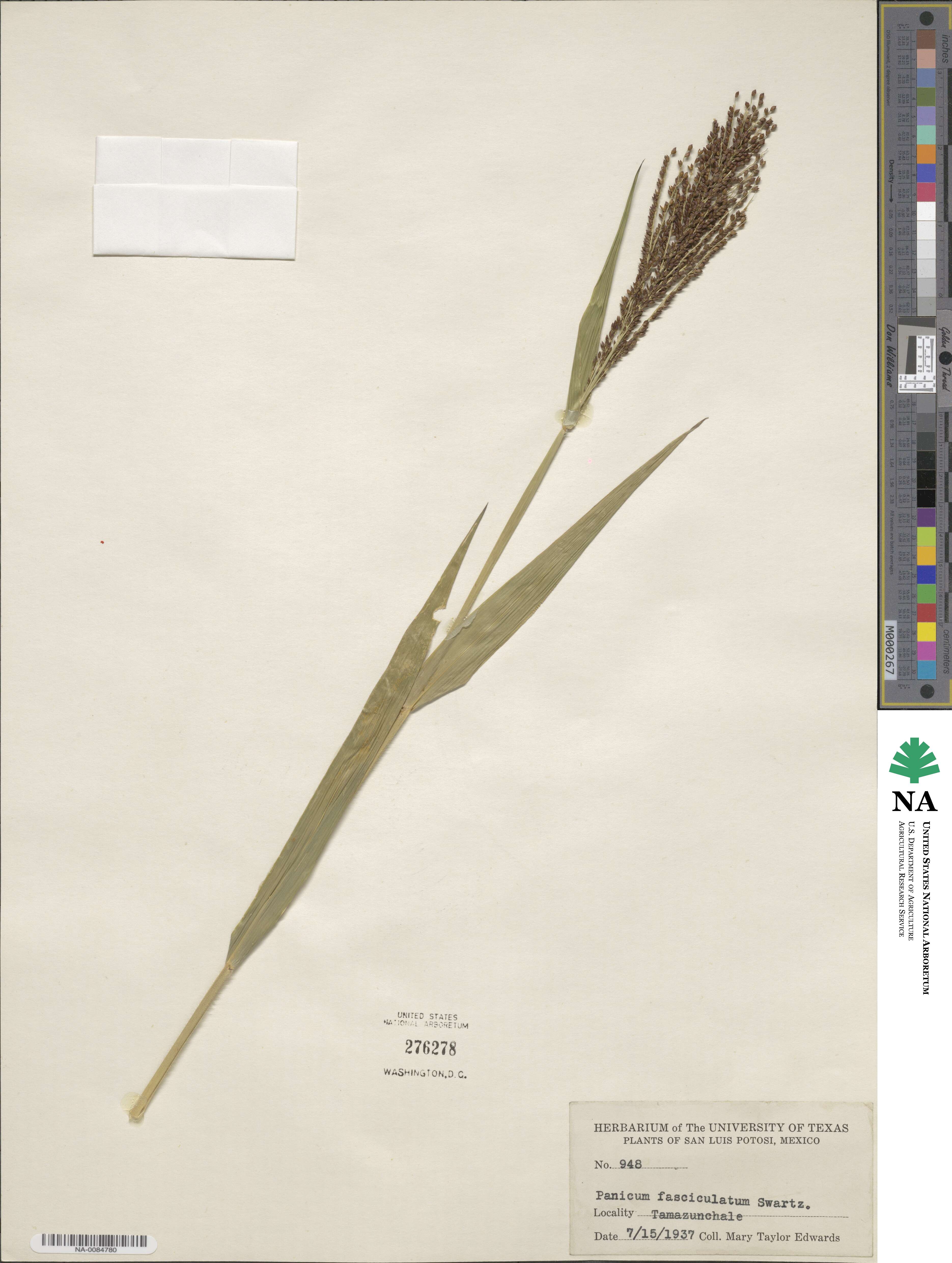 Urochloa fusca image