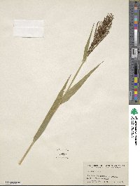 Urochloa fusca image