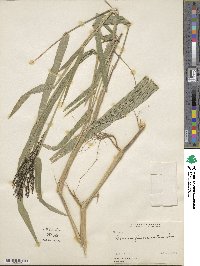 Urochloa fusca image