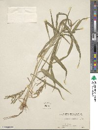 Urochloa fusca image