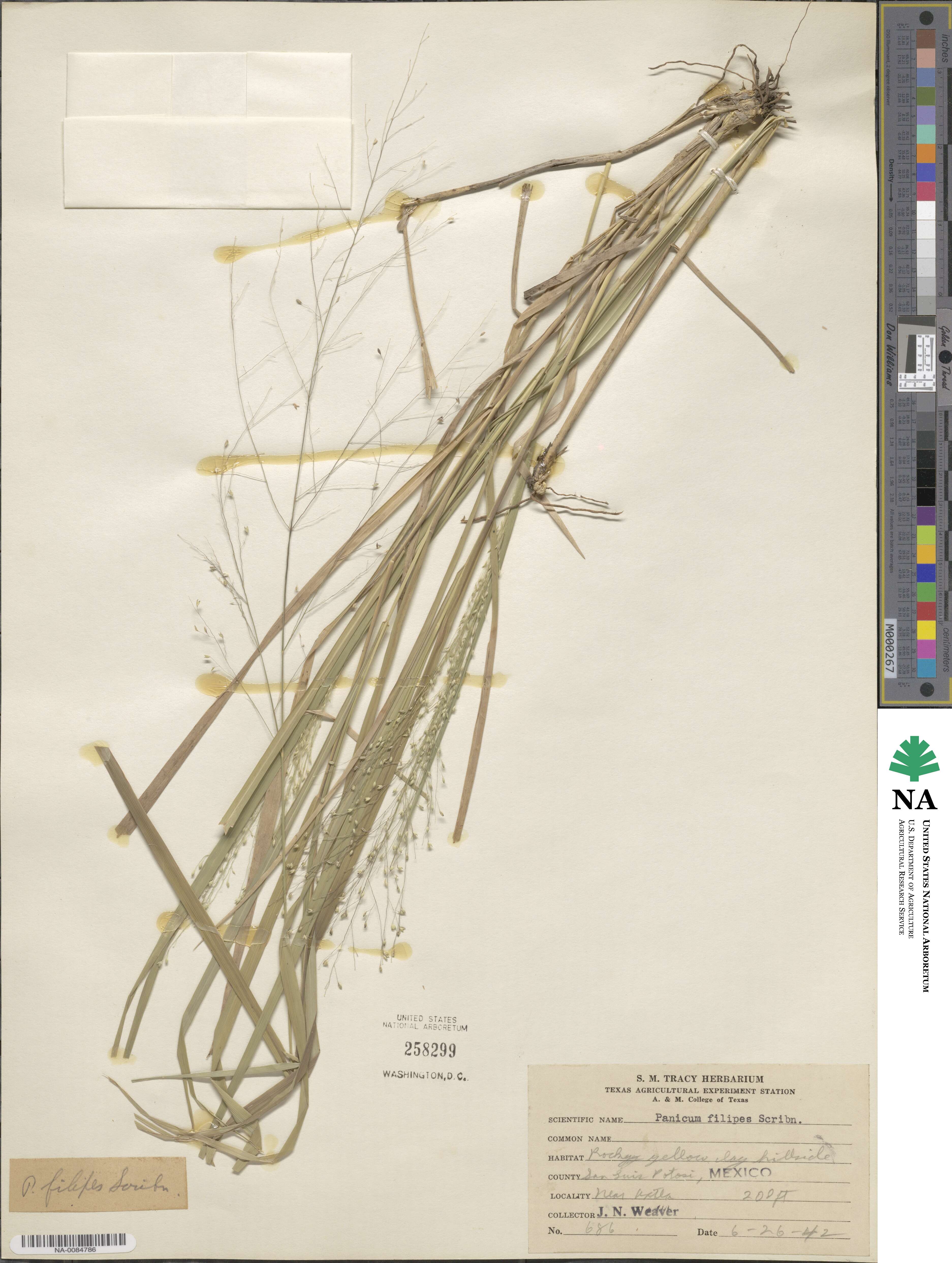 Panicum hallii image