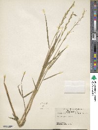 Setaria geminata image