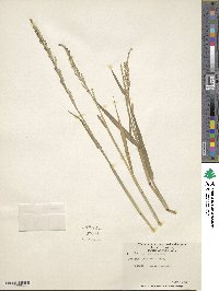 Setaria geminata image