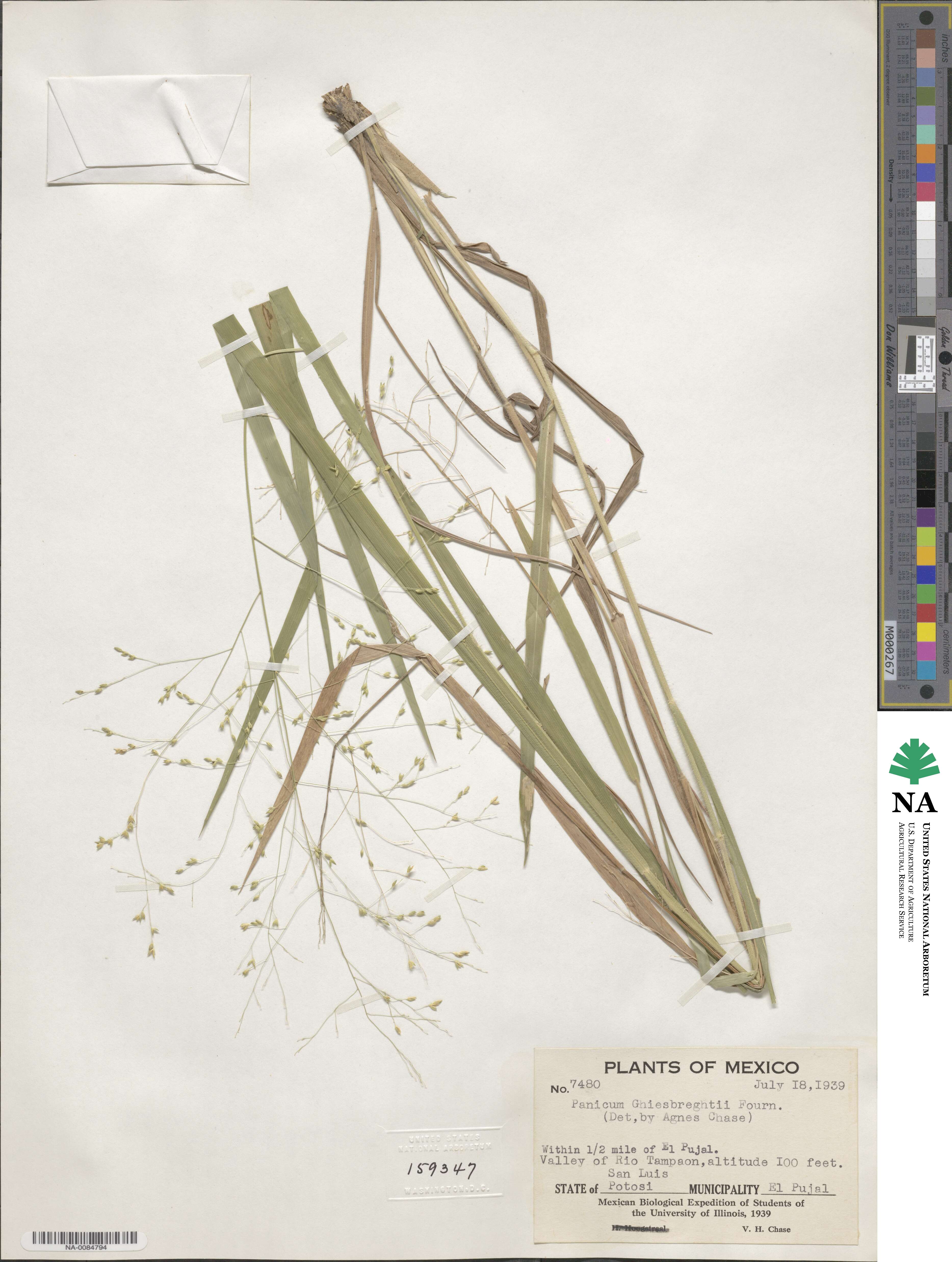 Panicum ghiesbreghtii image