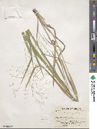 Panicum ghiesbreghtii image