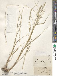 Panicum virgatum image