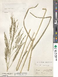 Panicum virgatum image