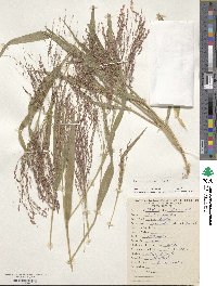 Panicum hirticaule image