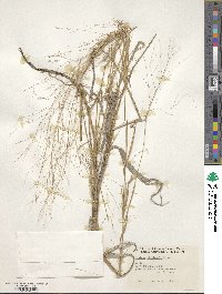 Panicum hirticaule image