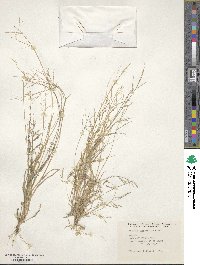 Panicum hirticaule image