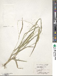 Panicum hirticaule image