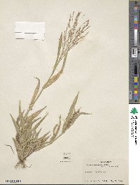 Panicum hirticaule image