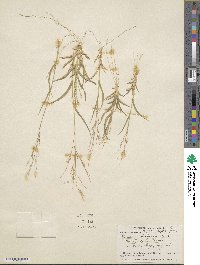 Panicum hirticaule image