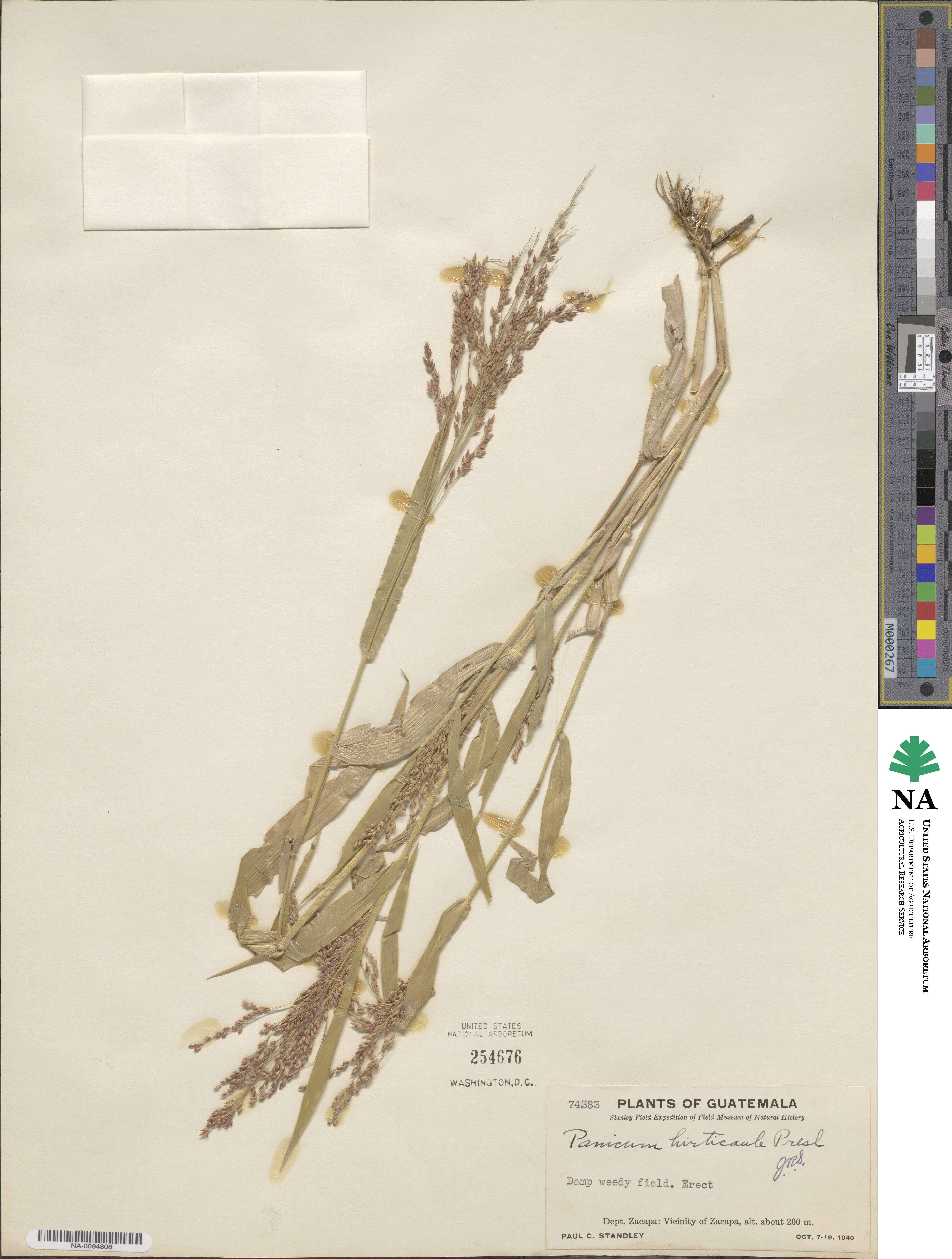 Panicum hirticaule image