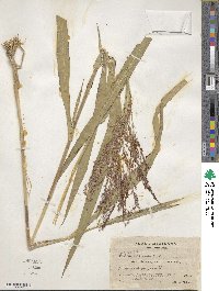 Panicum hirticaule image