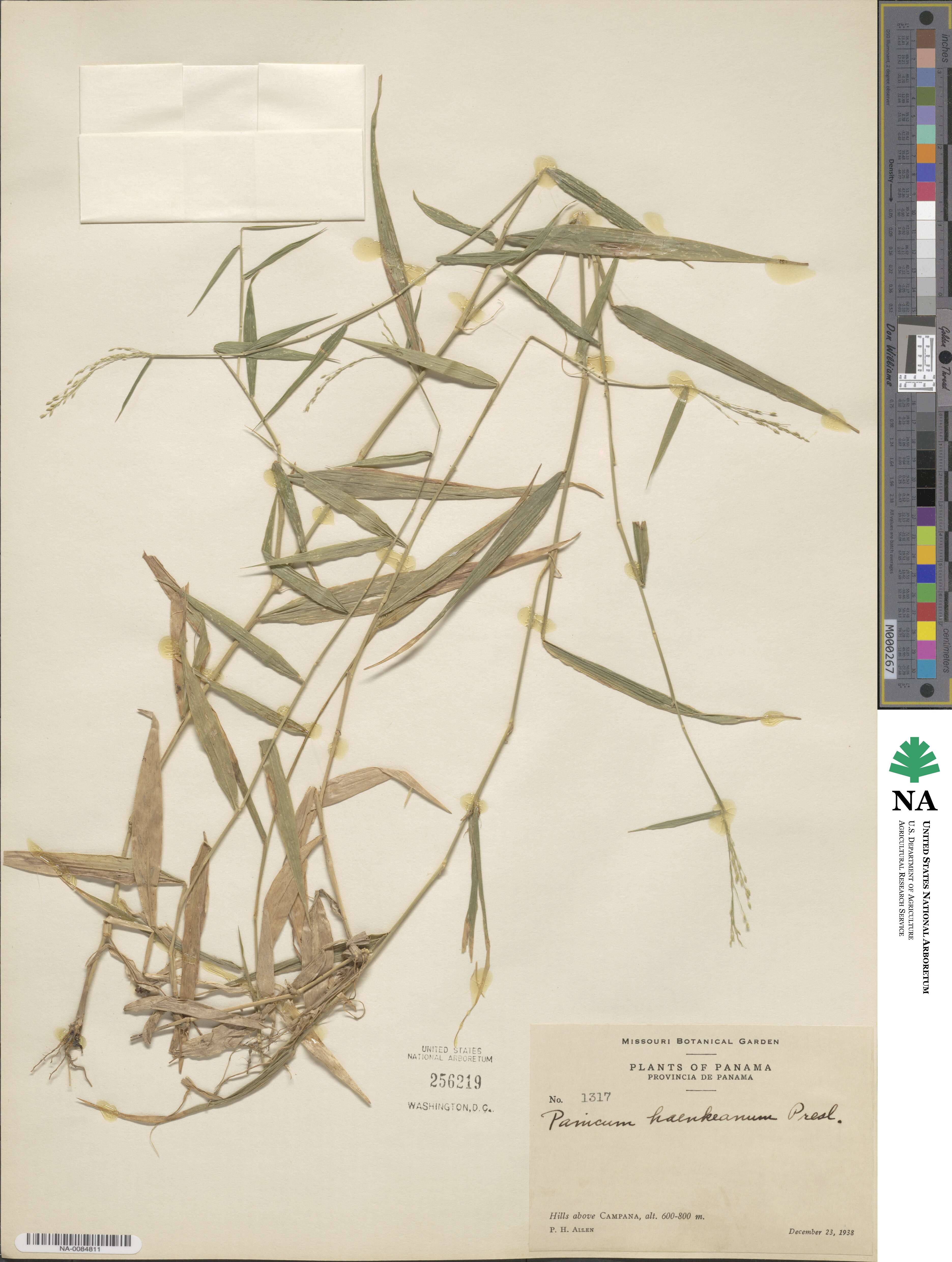 Panicum haenkeanum image