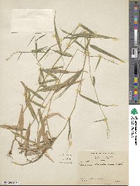 Image of Panicum haenkeanum