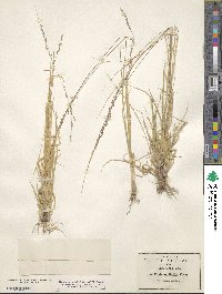 Panicum hallii image