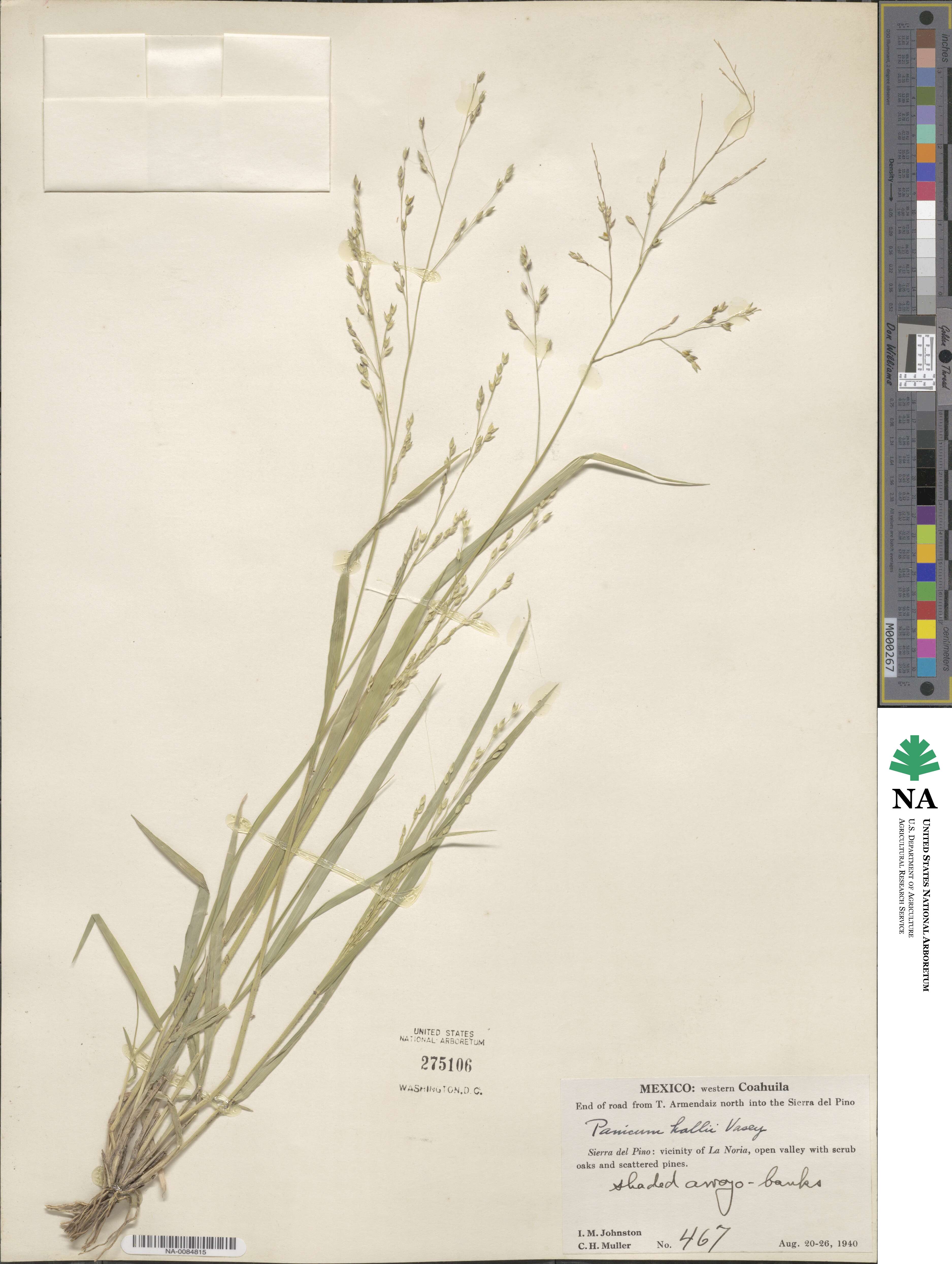 Panicum hallii image