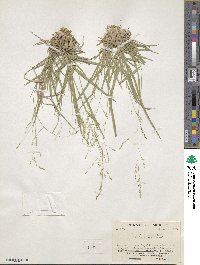 Panicum hallii image