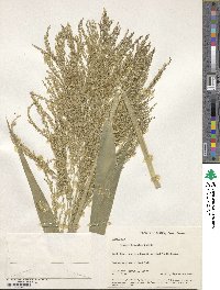 Panicum hirsutum image