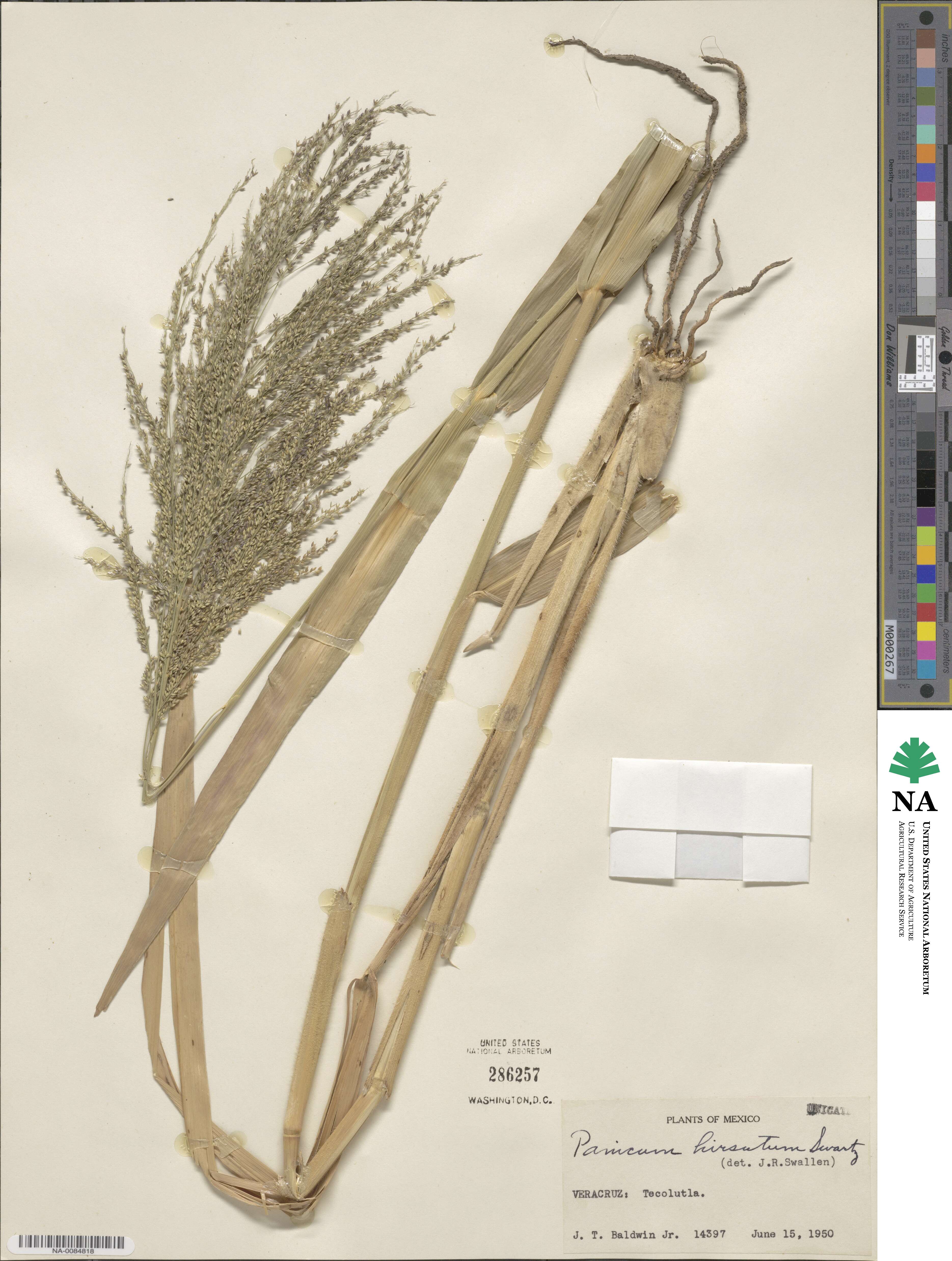 Panicum hirsutum image