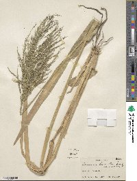 Panicum hirsutum image