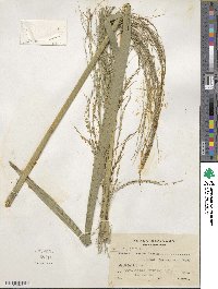 Panicum hirsutum image