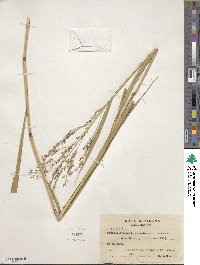 Panicum virgatum image