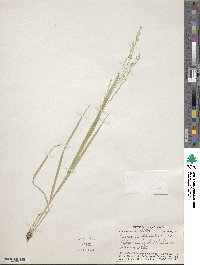 Panicum lepidulum image