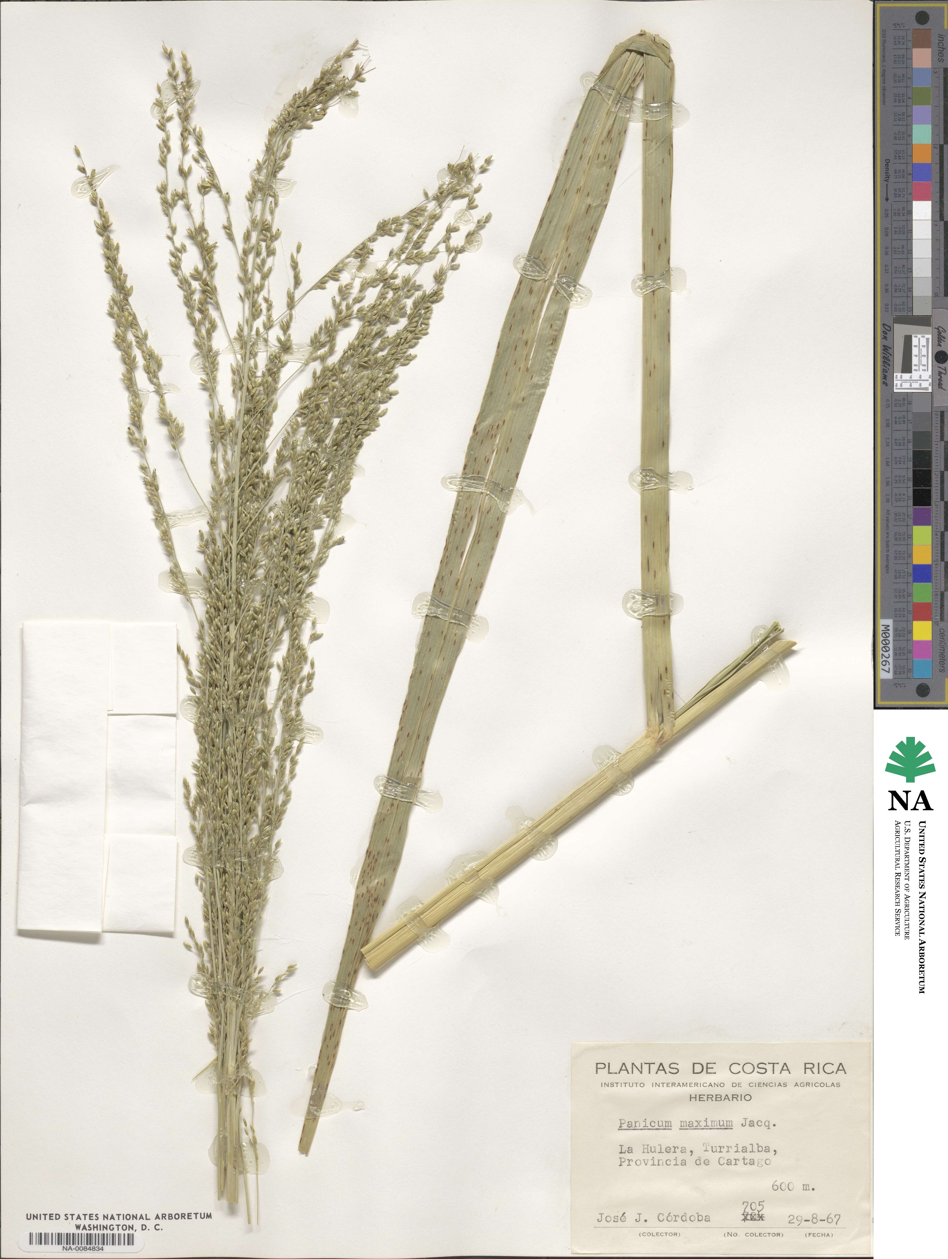 Megathyrsus maximus image