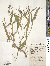 Urochloa mollis image