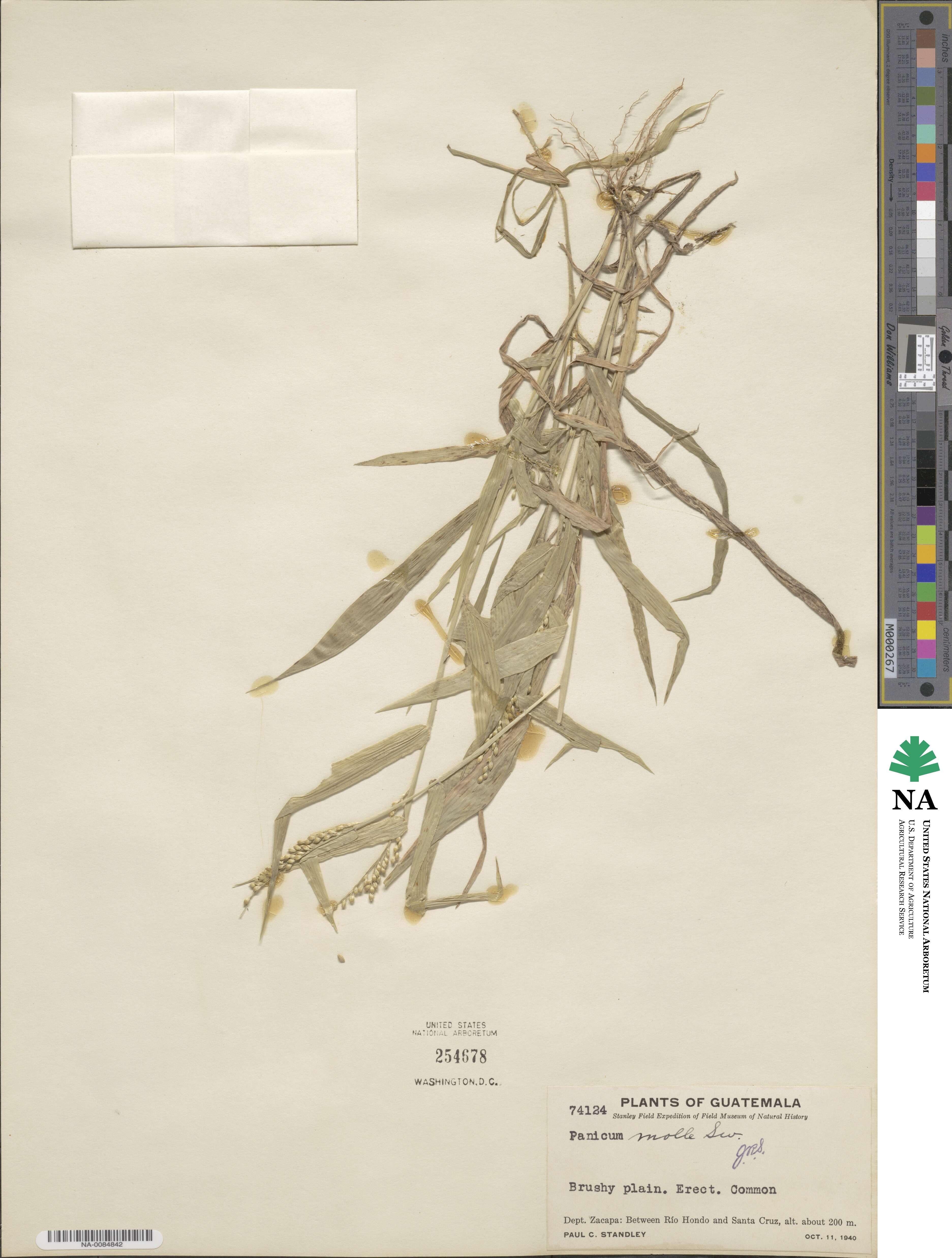 Urochloa mollis image