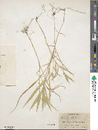 Urochloa mollis image