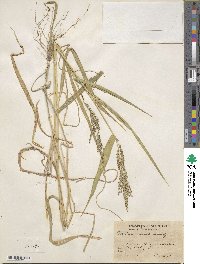 Urochloa mollis image