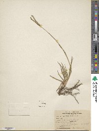 Paspalum notatum image