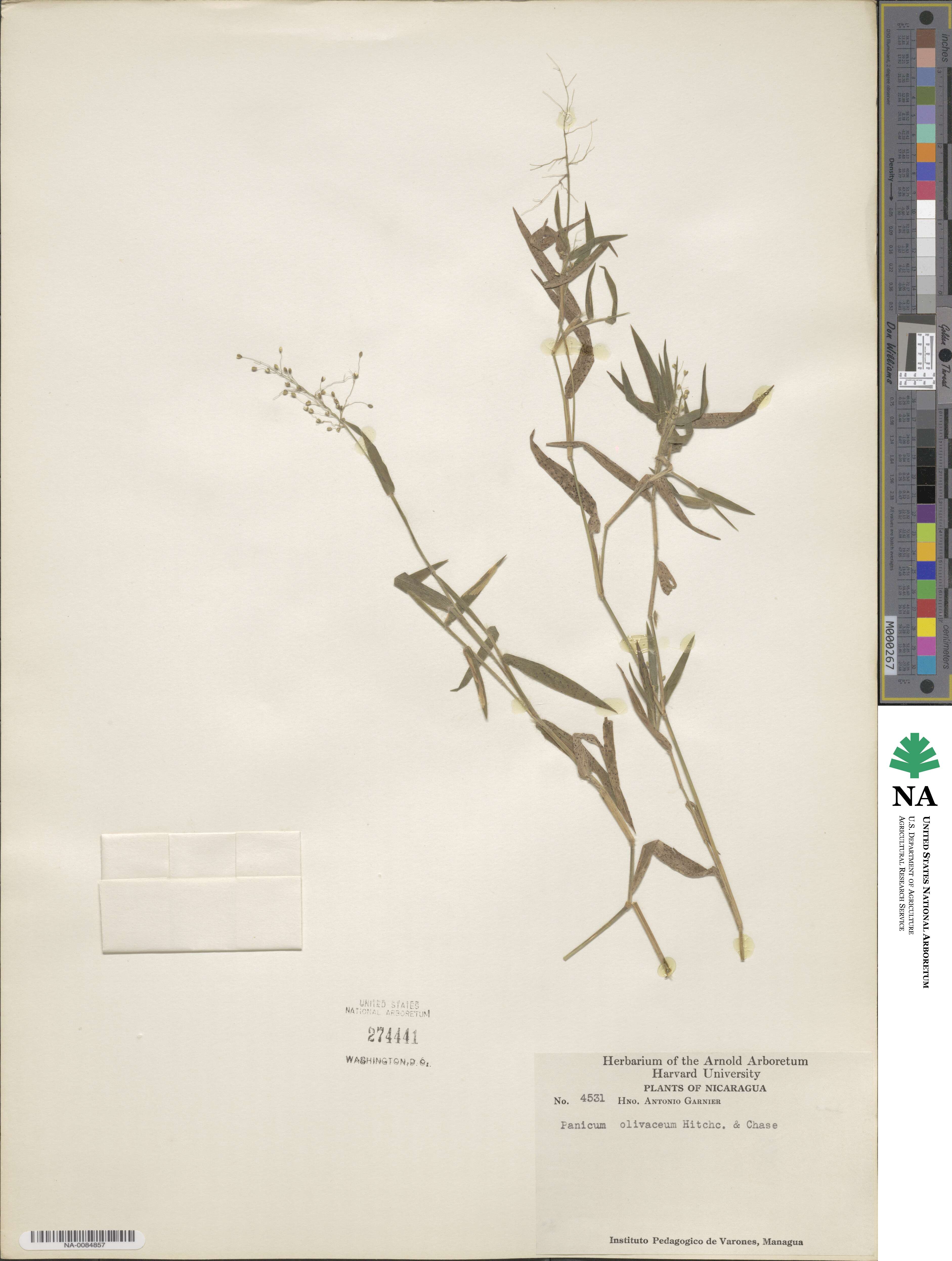 Dichanthelium meridionale image