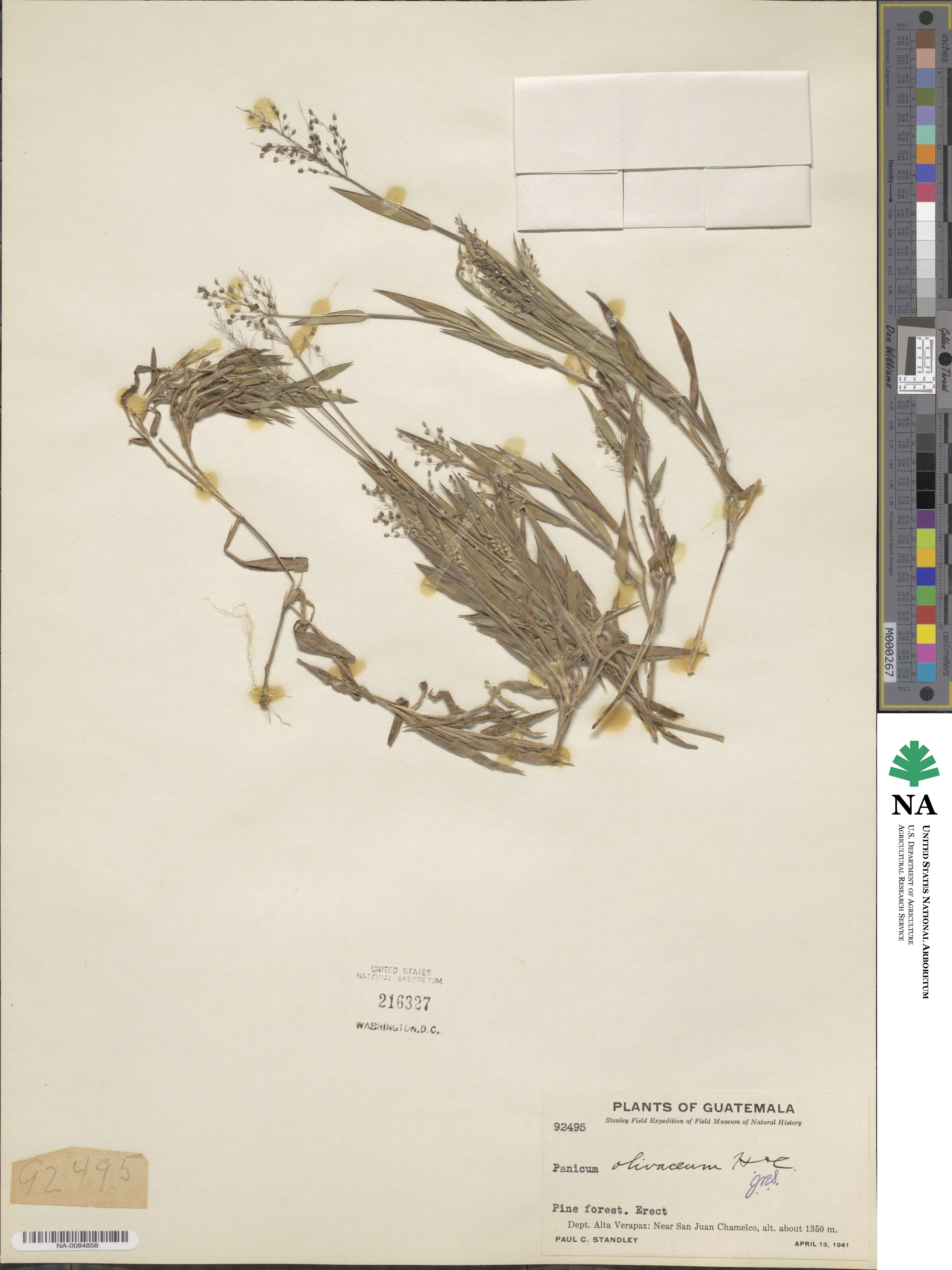 Dichanthelium meridionale image