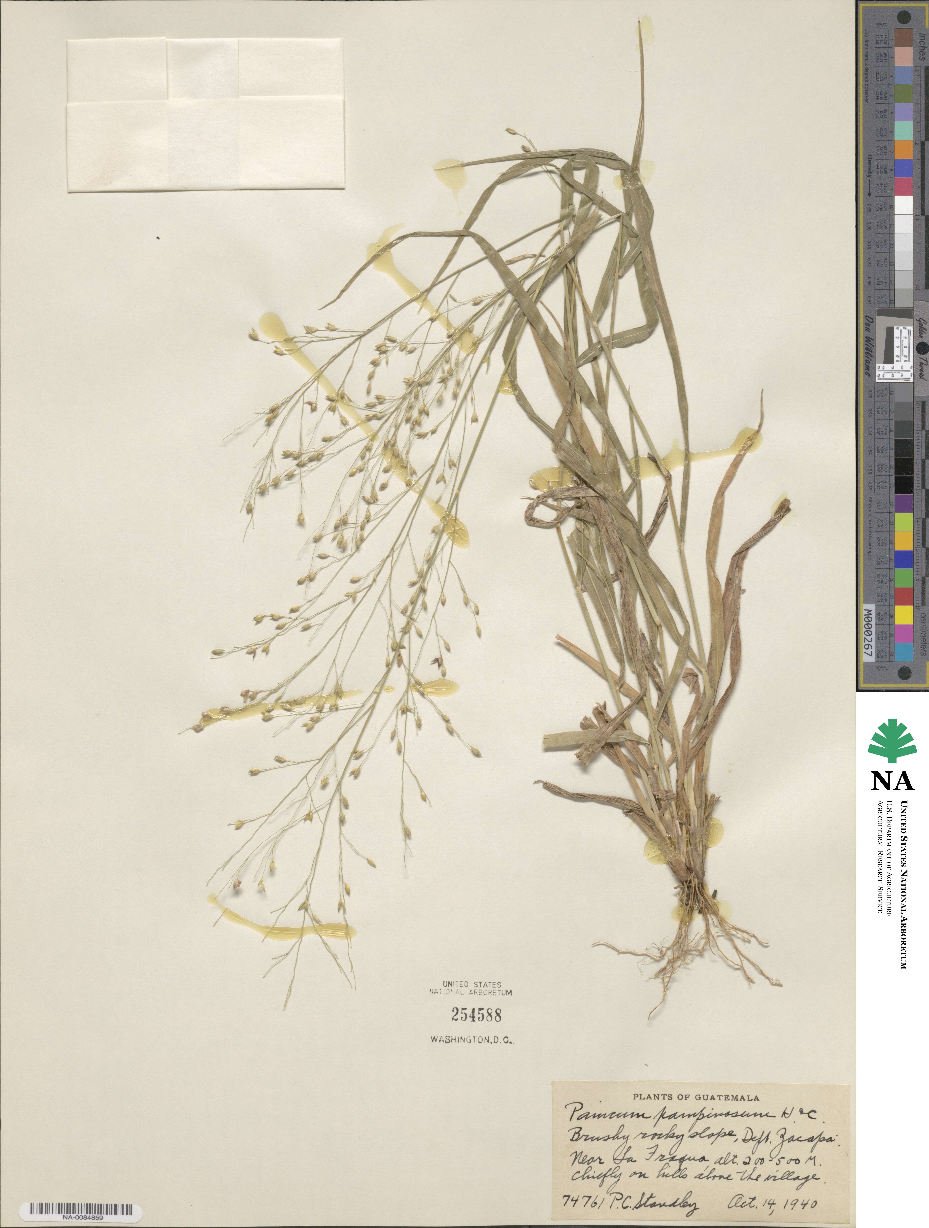 Panicum pampinosum image