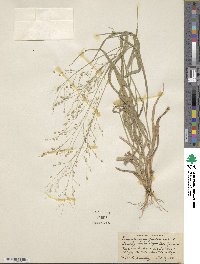 Panicum pampinosum image