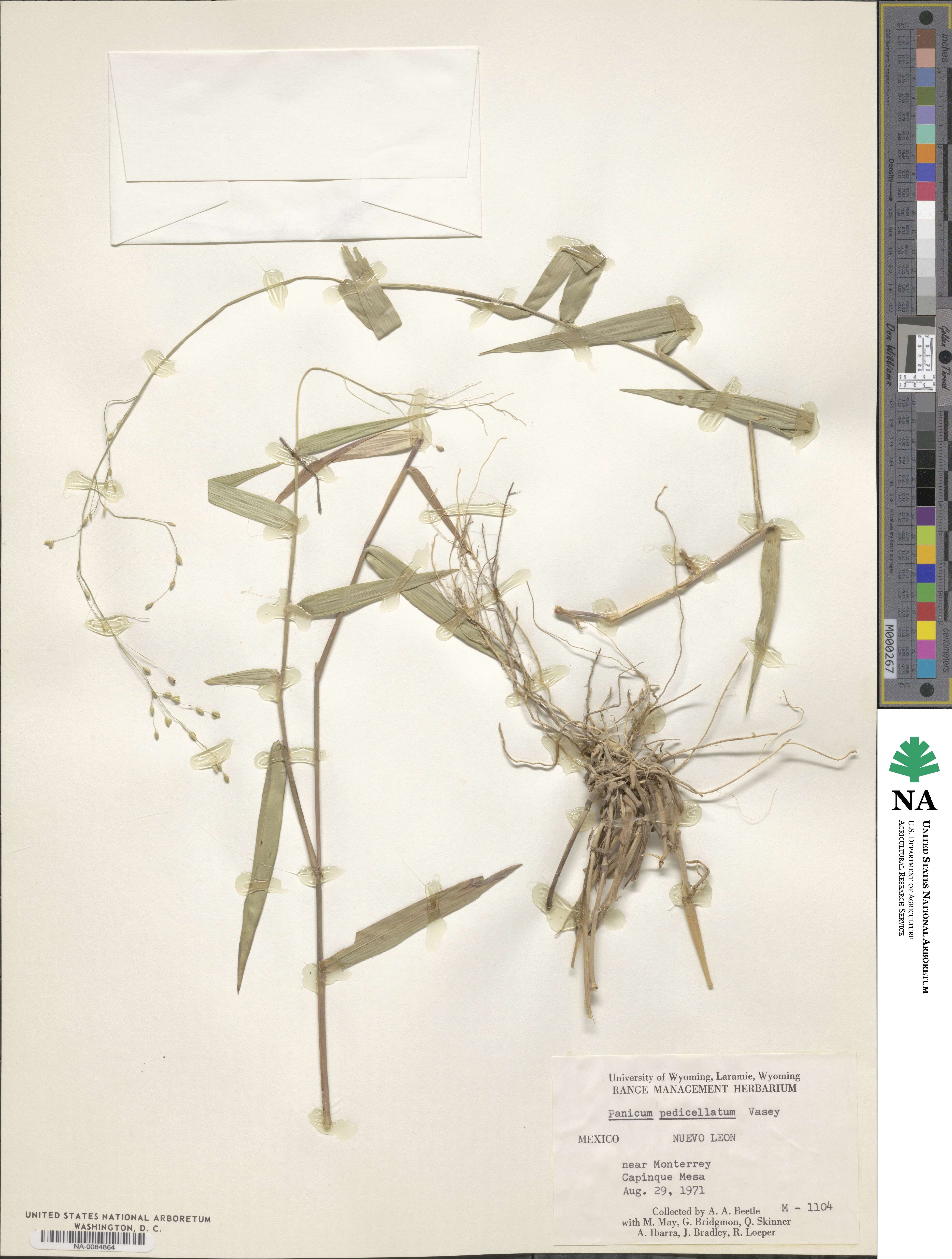 Dichanthelium transiens image