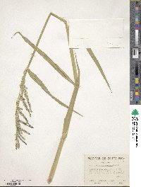 Urochloa mutica image