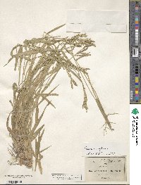 Urochloa reptans image