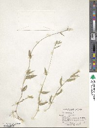 Urochloa reptans image