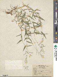 Urochloa reptans image