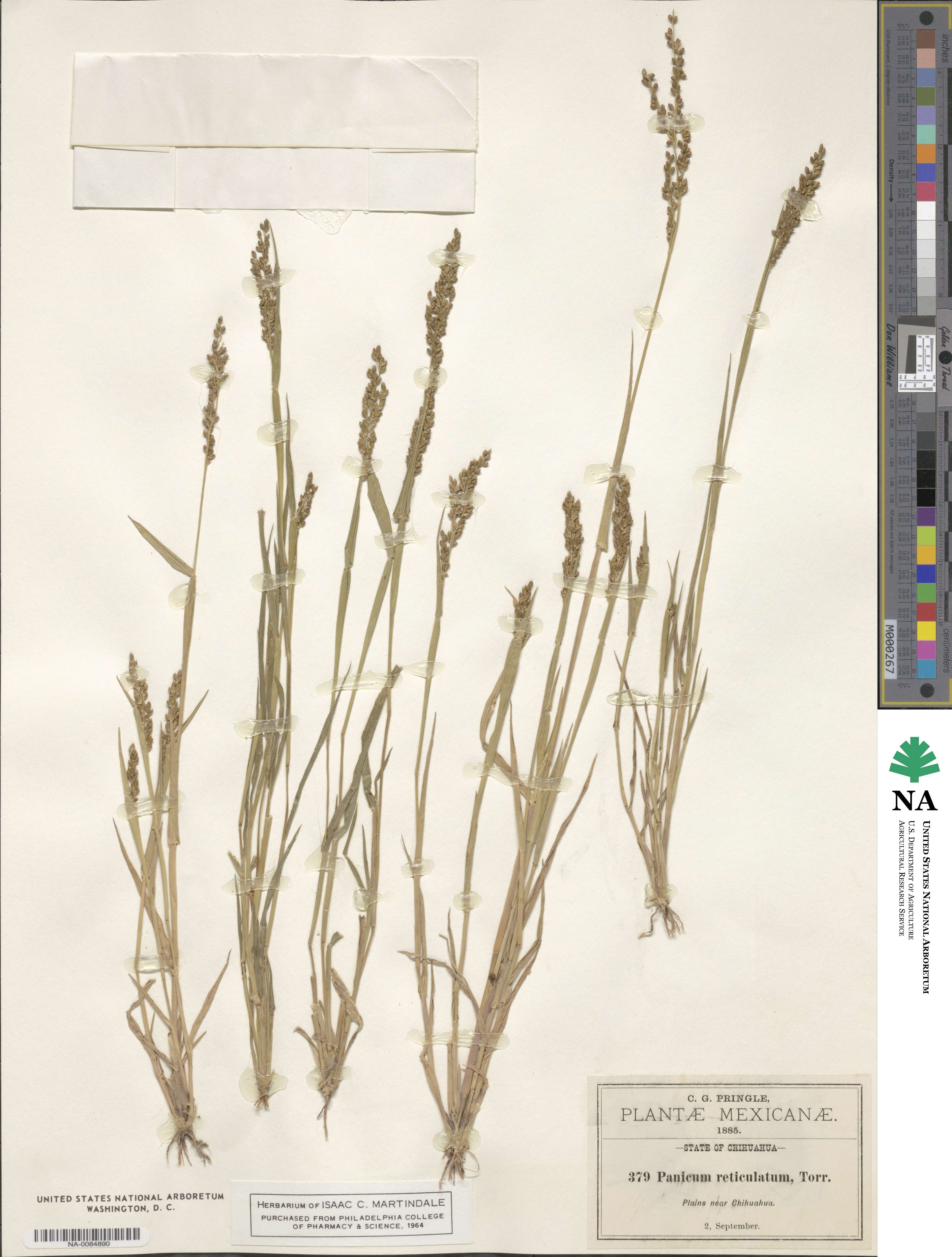 Urochloa fusca image