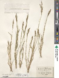 Urochloa fusca image