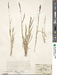 Urochloa fusca image