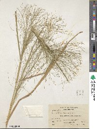 Panicum rudgei image