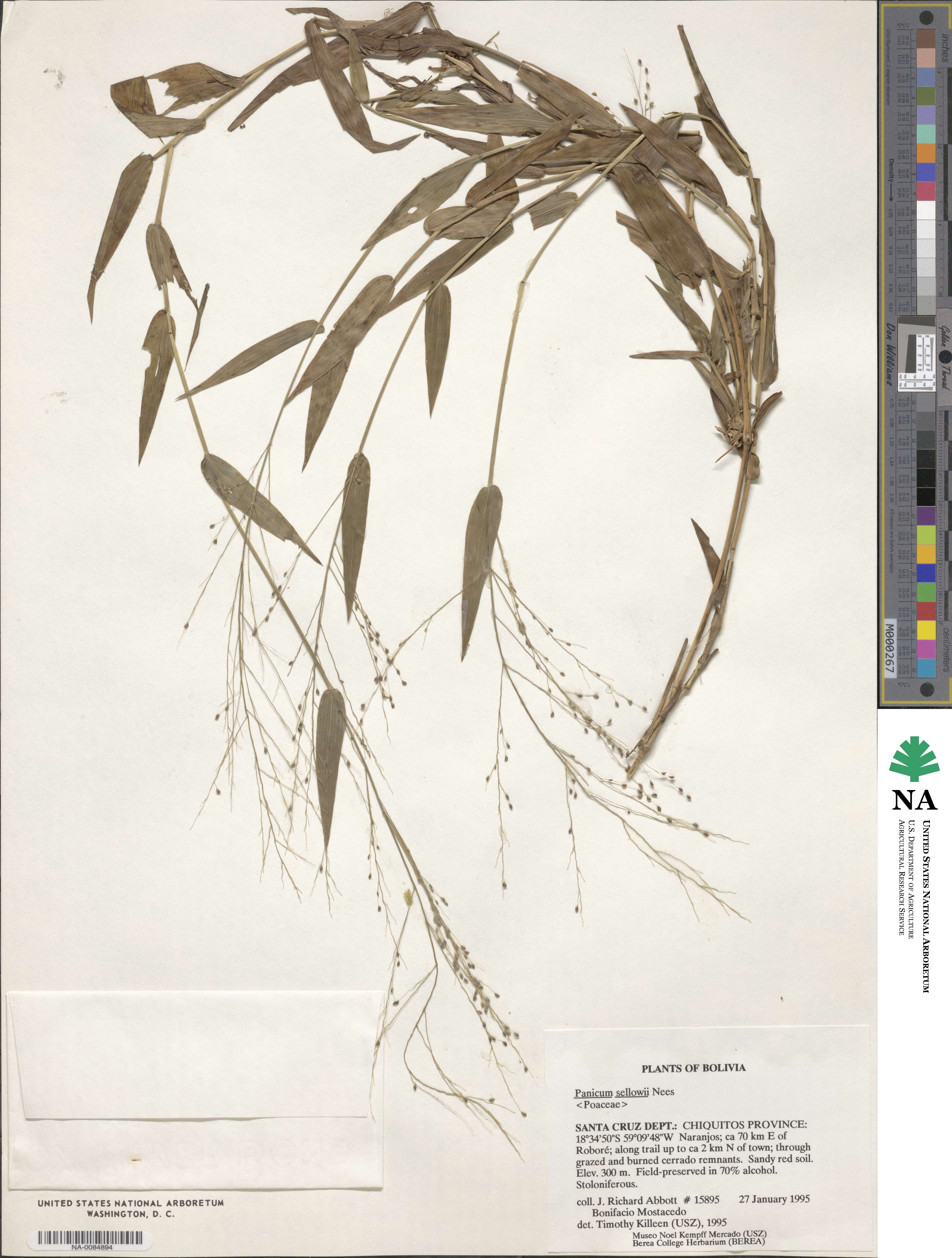 Panicum sellowii image